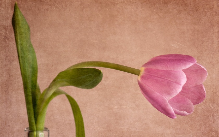 mother-s-day-beautiful-flower-sad-tulip_2560x1600_97332